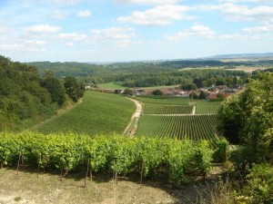 TRIGNY ET SES VIGNES