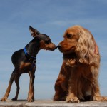 Amitié entre deux chiens