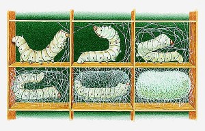 1006615-Sécrétion_du_cocon_par_des_vers_à_soie