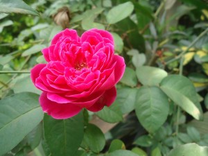rose fuchsia